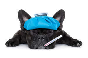 Un chien avec une truffe chaude, a-t-il de la fièvre?