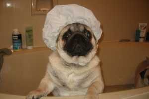 laver un chien sans tracas