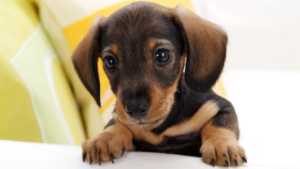 parvovirose chez le chien