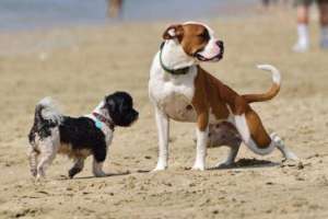 Mon chien pisse partout