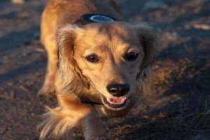 Test de caractère sur le chiot