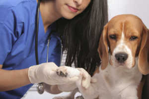La trousse de secours du chien