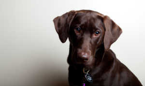 Soigner les oreilles de votre chien