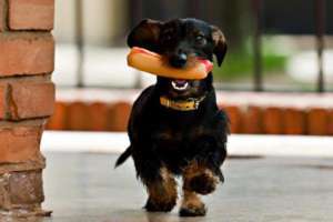chien voleur