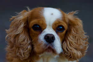 Nettoyer les yeux du chien