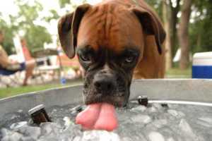 10 chiens qui aiment la bière