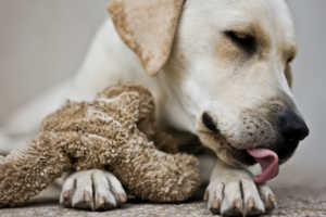 Liste de chien de sauvetage les plus utilisés