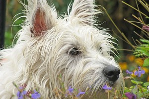 Fleur de Bach pour chien