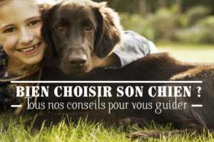 Conseil chien