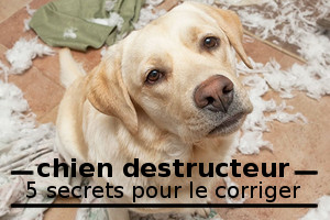 corriger un chien qui detruit tout