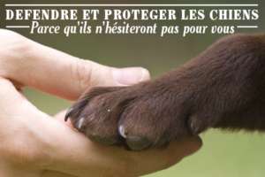 Protection animalière et loi