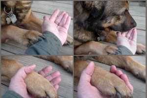 Apprendre à son chien à donner la patte