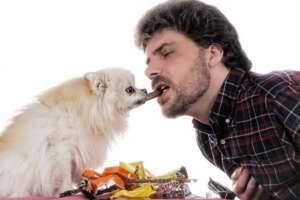 Quand faut-il commencer l'éducation du chiot?