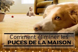 puce sur un chien