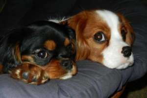 Chien couché sur le canapé