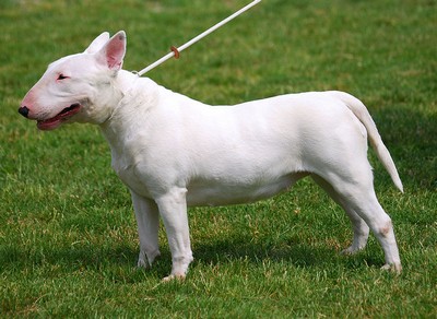 Le Bull Terrier chien puissant