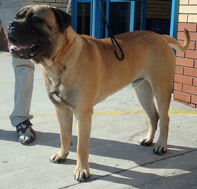 Le Bullmastiff chien puissant