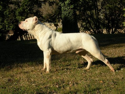 Le Dogue Argentin chien puissant