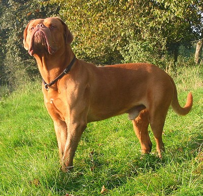 Le Dogue de Bordeaux chien puissant