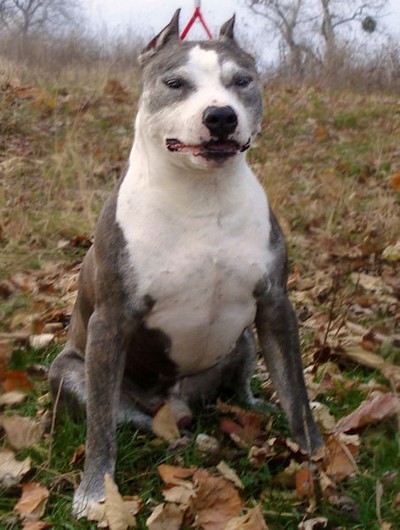 Le Staffordshire Terrier Américain chien puissant