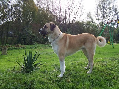 Le Berger d'Anatolie chien puissant