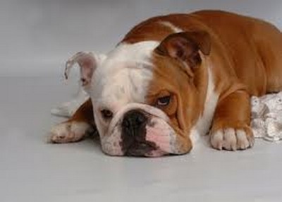 Le bulldog chien puissant