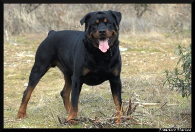 Le rottweiler chien puissant