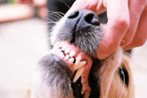 Mauvaise haleine du chien: conseils et astuces