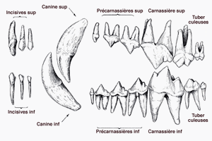 Soigner les dents d'un chien