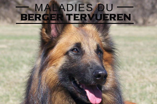 Maladies du Berger belge tervueren