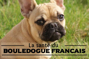 Maladie du Bouledogue français