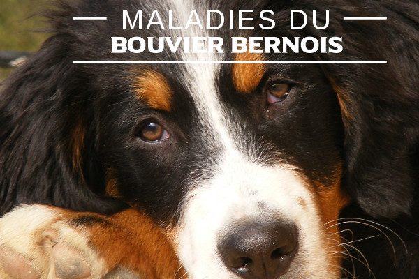 Le Bouvier Bernois Caractere De La Race