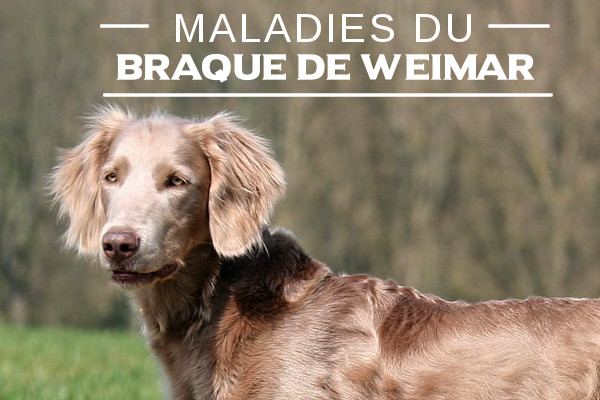 Maladie du Braque de weimar