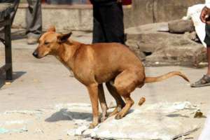 Pourquoi mon chien tourne en rond avant de faire caca ?