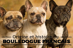Origine du Bouledogue français