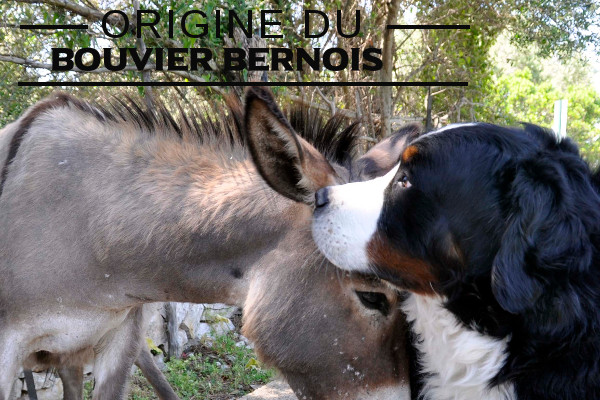 Origine du Bouvier bernois