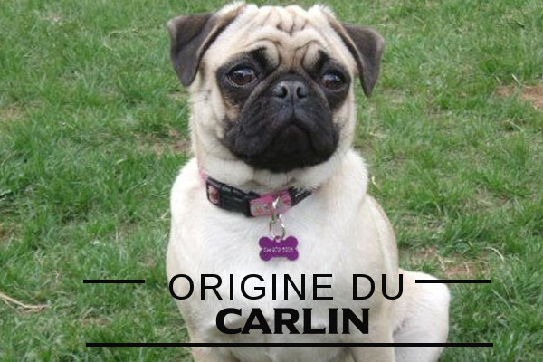 Origine du Carlin