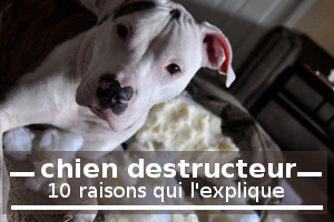 pourquoi mon chien detruit tout dans la maison