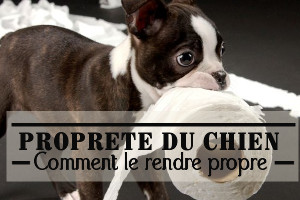 Propreté du chiot