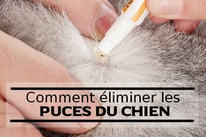 Puce du chien : solution et traitement