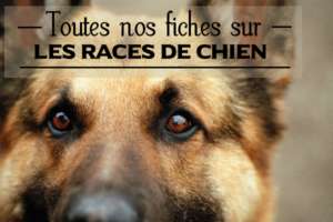 Race de chien