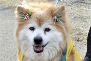 Record du chien le plus vieux du monde 2010