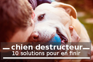 jouet pour chien destructeur