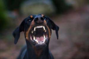 Agressivité entre chien d'un même territoire