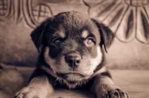 Chiens dangereux: qui sont-ils?