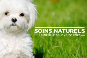 Solution naturelle pour soigner son chien