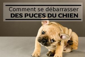 supprimer les puces qui sont sur le chien