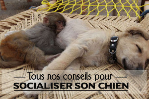 Comment socialiser son chien ?