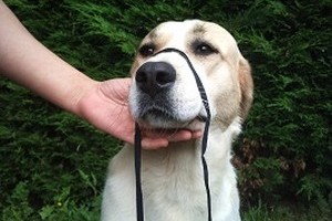 soigner son chien sans se faire mordre