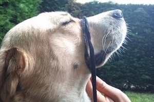 soigner son chien sans se faire mordre